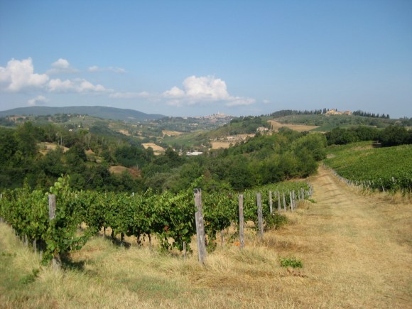 Il fottuto vigneto 1